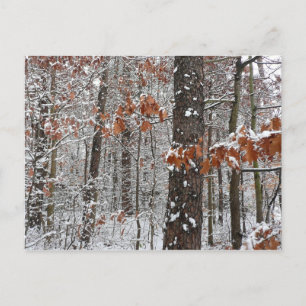 Carte Postale Chênes couverts de neige hiver Photographie de la 