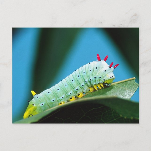 Carte Postale Chenille du papillon Prométhée, Callosamia (Devant)