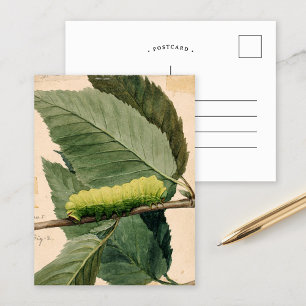 Carte Postale Chenille lunaire   Abbott Handerson Thayer