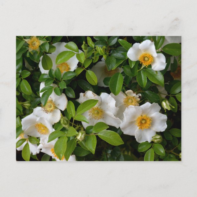 Carte Postale Cherokee Rose (Devant)