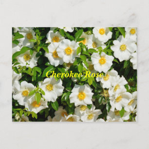 Carte Postale Cherokee Rose