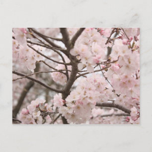 Carte postale Cherry Blossom