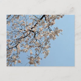 Carte Postale Cherry Blossom : Japon