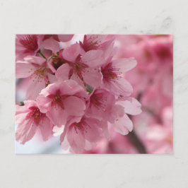 Carte Postale Cherry Blossom : Japon