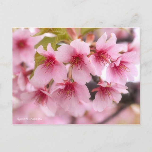 Carte Postale Cherry Blossom "Kawazu-zakura" [Carte postale] (Devant)