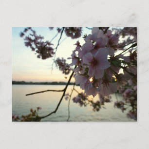 Carte Postale Cherry Blossom Sunset à Washington DC