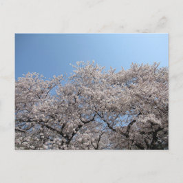 Carte Postale Cherry Blossom : Tokyo, Japon