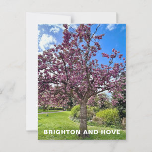Carte Postale Cherry Blossom Tree Park à Brighton Heure du print
