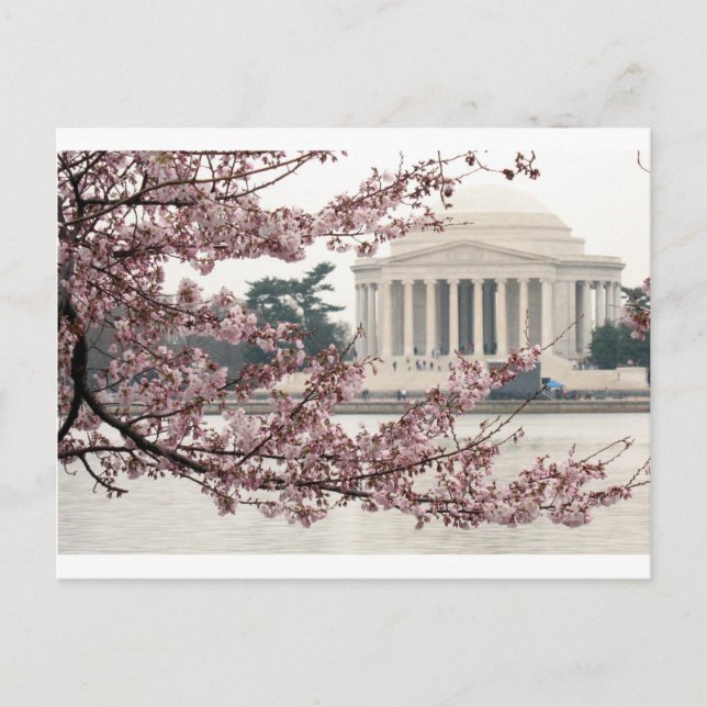 Carte Postale Cherry Blossom Washington DC (Devant)