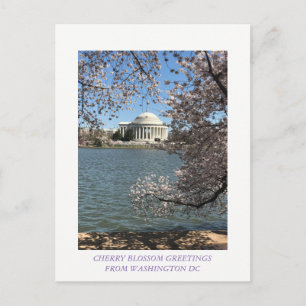 CARTE POSTALE CHERRY BLOSSOM WASHINGTON DC
