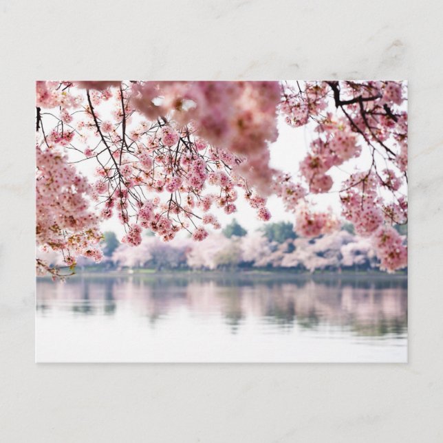 Carte Postale Cherry Blossoms (Devant)