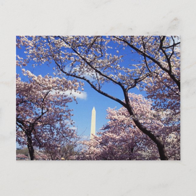 Carte Postale Cherry Blossoms à Washington D.C. (Devant)