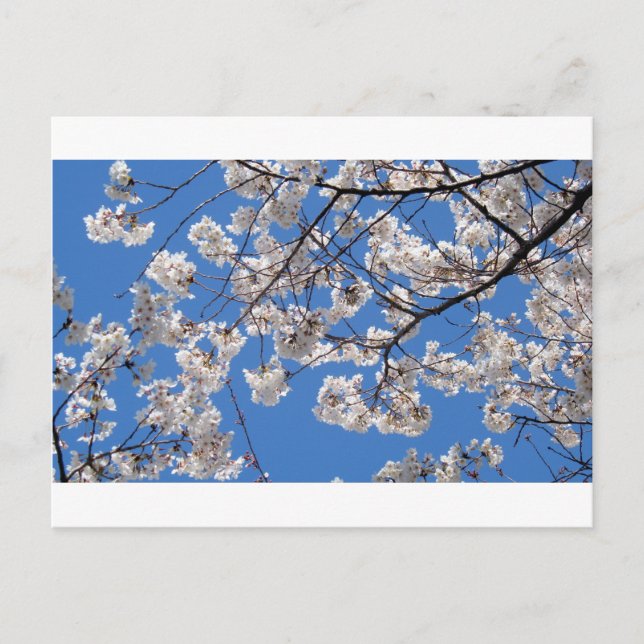 Carte Postale Cherry Blossoms à Washington DC (Devant)