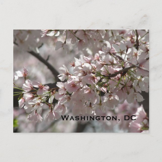Carte Postale Cherry Blossoms : Washington, DC Postcard (Devant)