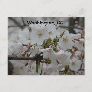 Carte Postale Cherry Blossoms : Washington, DC Postcard