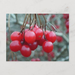 Carte Postale Cherry sauvage
