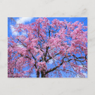 Carte Postale Cherry (Yaebenishidare) [Carte postale]