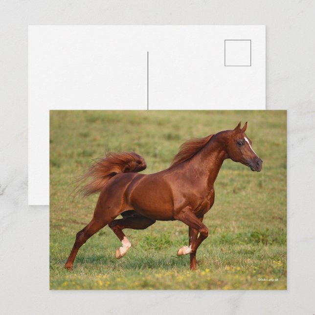 Carte Postale Chestnut Arabe Stallion Mane et traîne (Devant / Derrière)