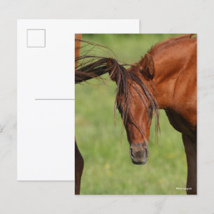 Carte Postale Chestnut Foin de sang chaud avec queue sur la tête