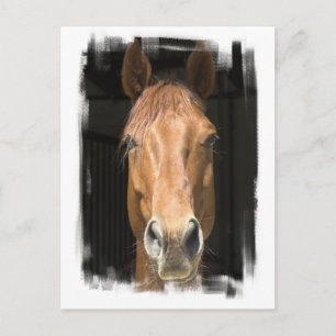 Carte postale Chestnut Horse