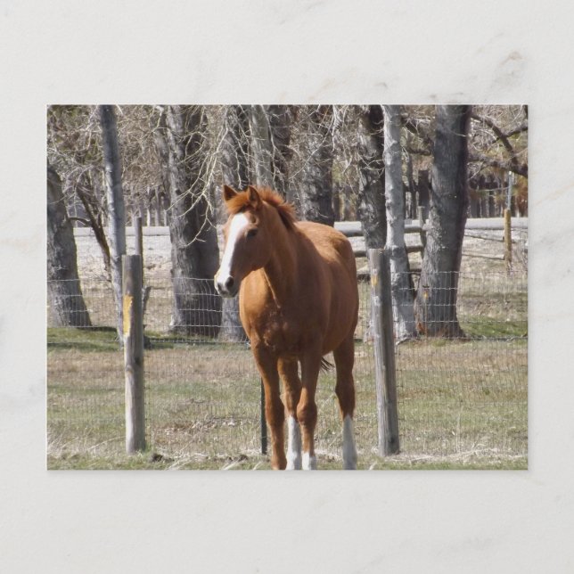 Carte postale Chestnut Horse (Devant)