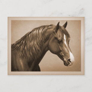 Carte Postale Chestnut Morgan Horse à Sepia
