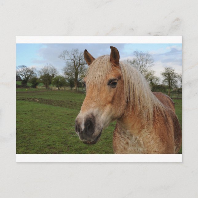 Carte Postale Cheval (Devant)