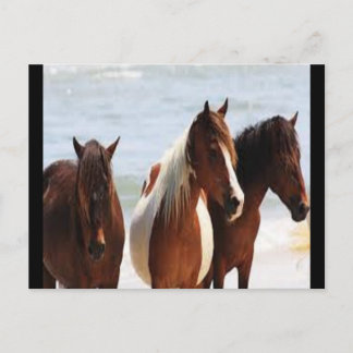 Carte postale Cheval