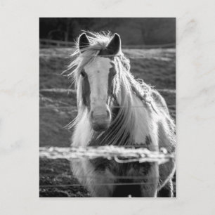 Carte Postale Cheval