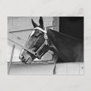 Carte Postale Cheval