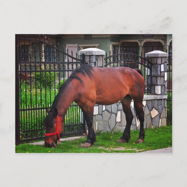 Carte Postale Cheval (Devant)