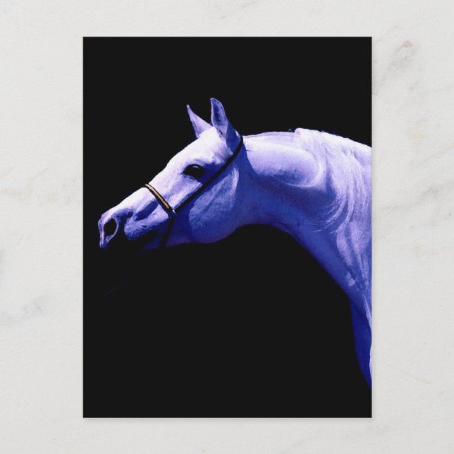 Carte Postale Cheval (Devant)