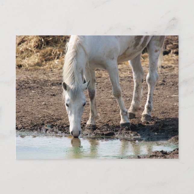 Carte Postale Cheval (Devant)