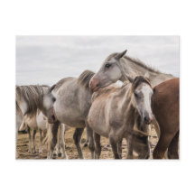 Carte postale Cheval