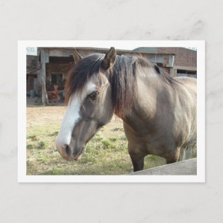 Carte Postale cheval