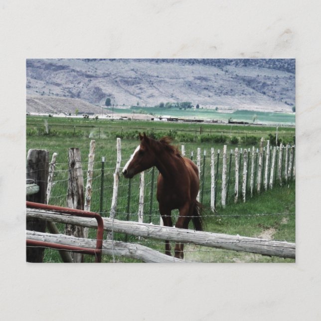 Carte Postale Cheval (Devant)
