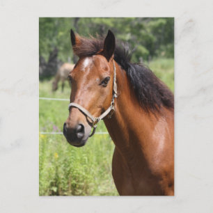 Carte Postale Cheval