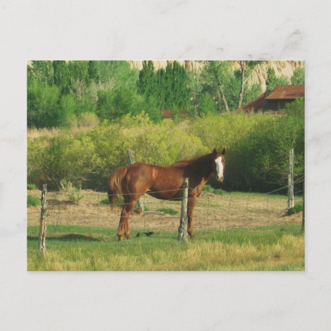 Carte Postale Cheval (Devant)