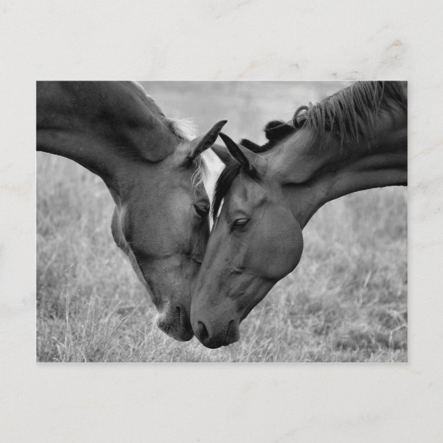 Carte postale Cheval (Devant)