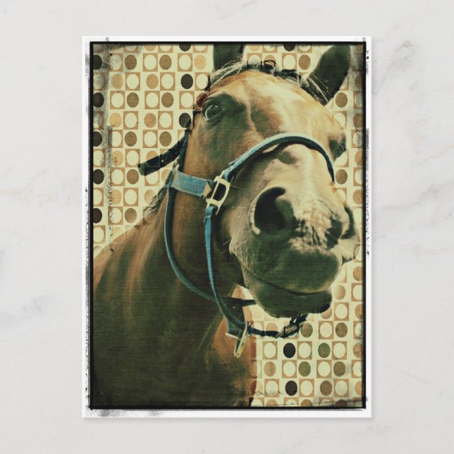 Carte Postale Cheval (Devant)