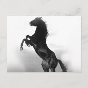 Carte Postale Cheval