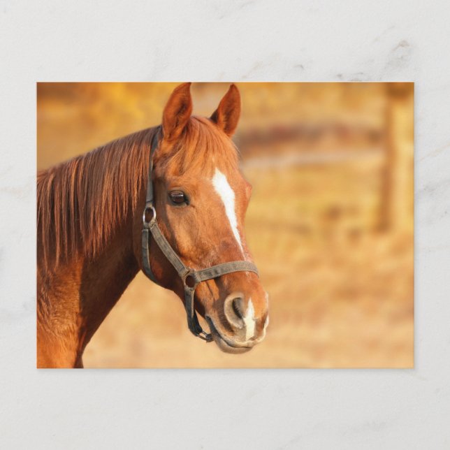 Carte Postale Cheval (Devant)