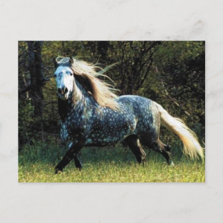 Carte postale Cheval
