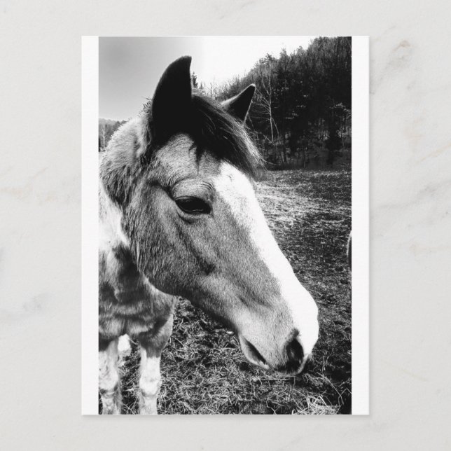 Carte Postale Cheval (Devant)