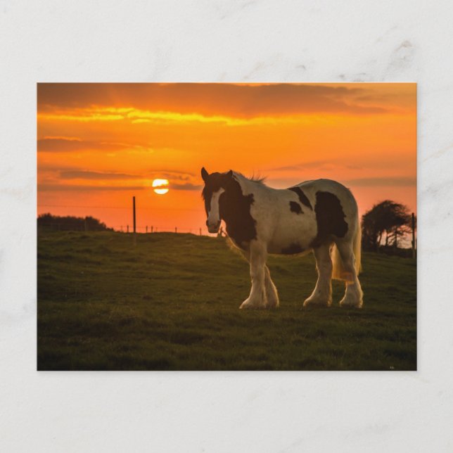 Carte Postale Cheval (Devant)