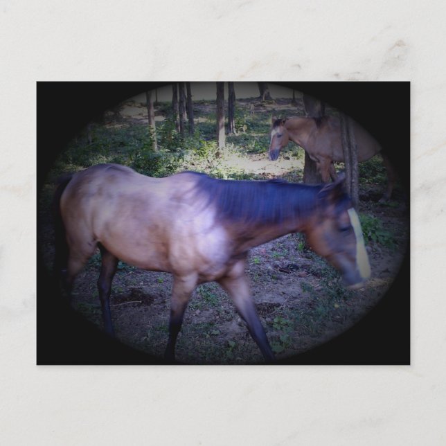 Carte postale Cheval 2 (Devant)