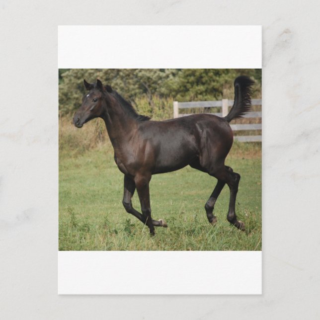Carte Postale Cheval-2 (Devant)