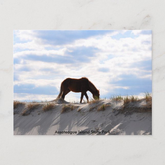 Carte Postale cheval 2, Parc d'état d'Assateague Island (Devant)