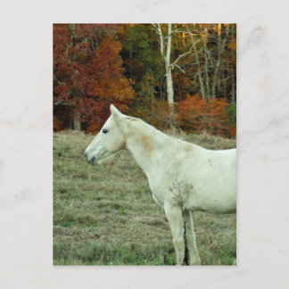 Carte Postale Cheval à la crème blanche dans un champ d'automne