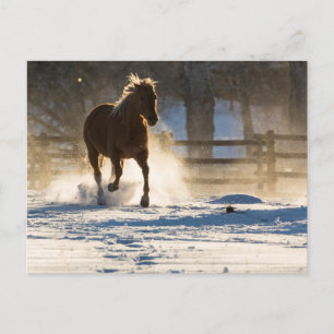 Carte Postale Cheval à travers la neige